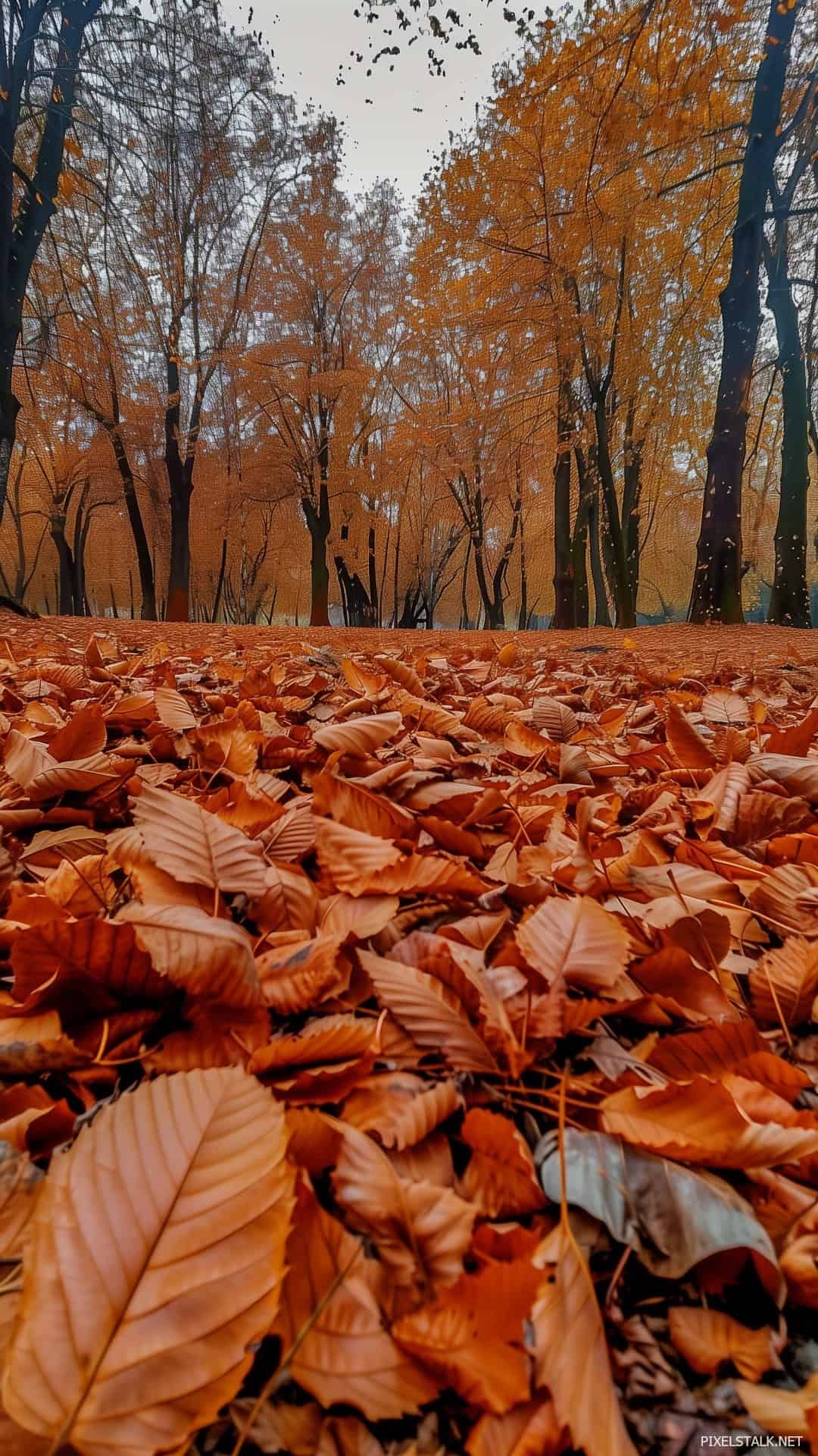 Autumn Phone Wallpaper