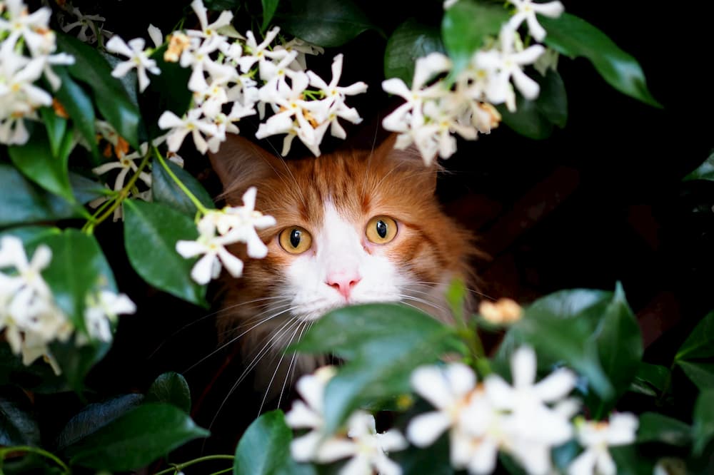 Flowers That Are Poisonous To Cats Great Pet Care