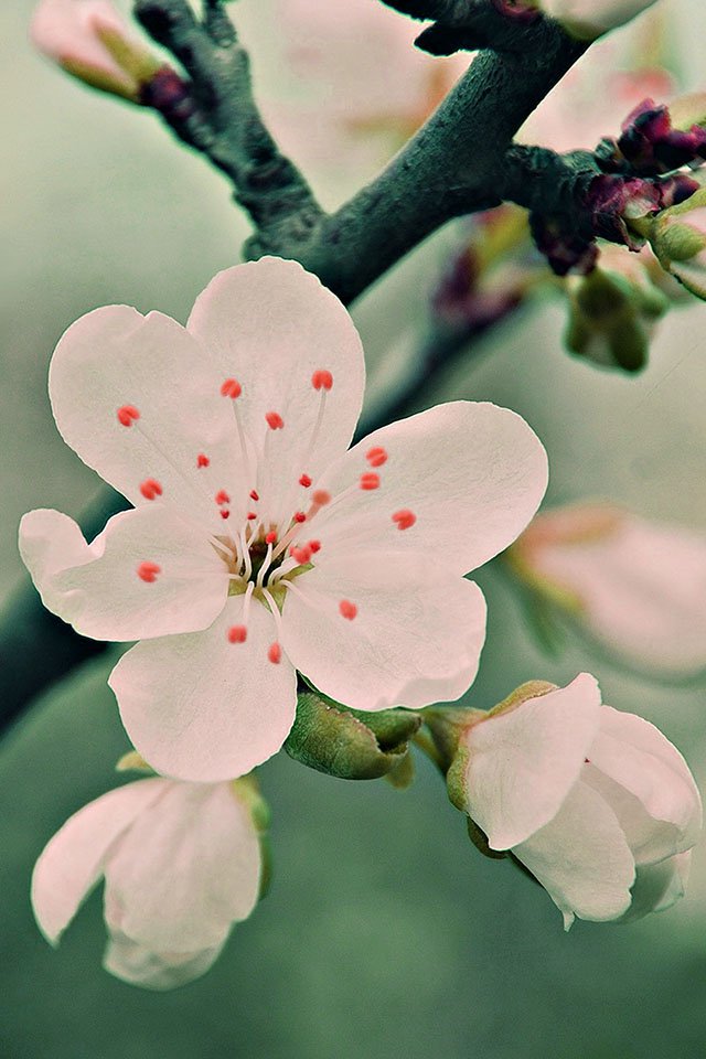 Ios7 White Cherry Blossoms Parallax HD iPhone iPad Wallpaper