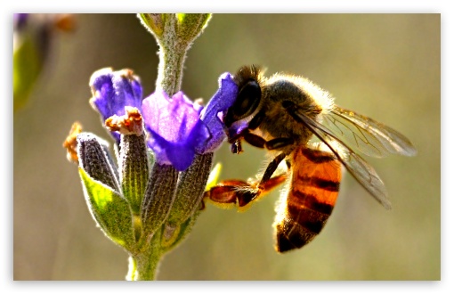Honey Bee HD Desktop Wallpaper Widescreen High Definition