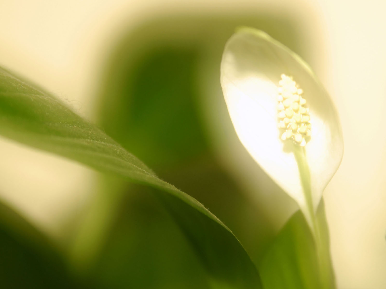 Tag Peace Lilies Wallpaper Image Photos And Pictures For