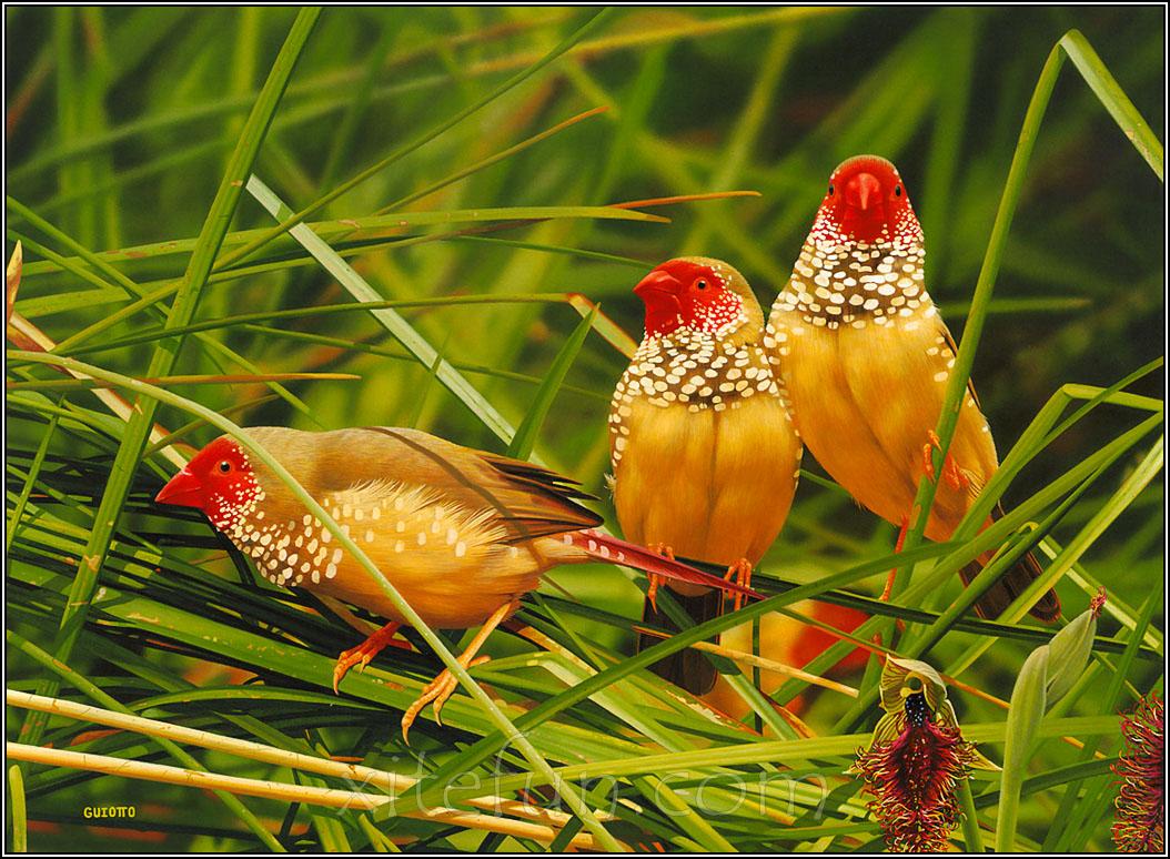 Beibehang Exclusive BRZ0030 Beautiful Natural Beauty Birds Flowers HD 3D  Wallpaper(121 cm x 91 cm) : Amazon.in: Home Improvement