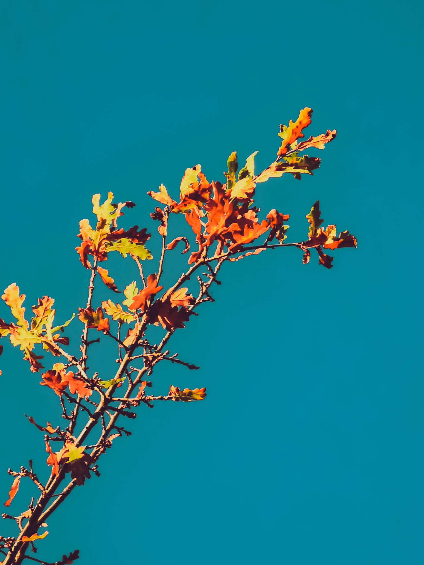 Autumn Phone Wallpaper