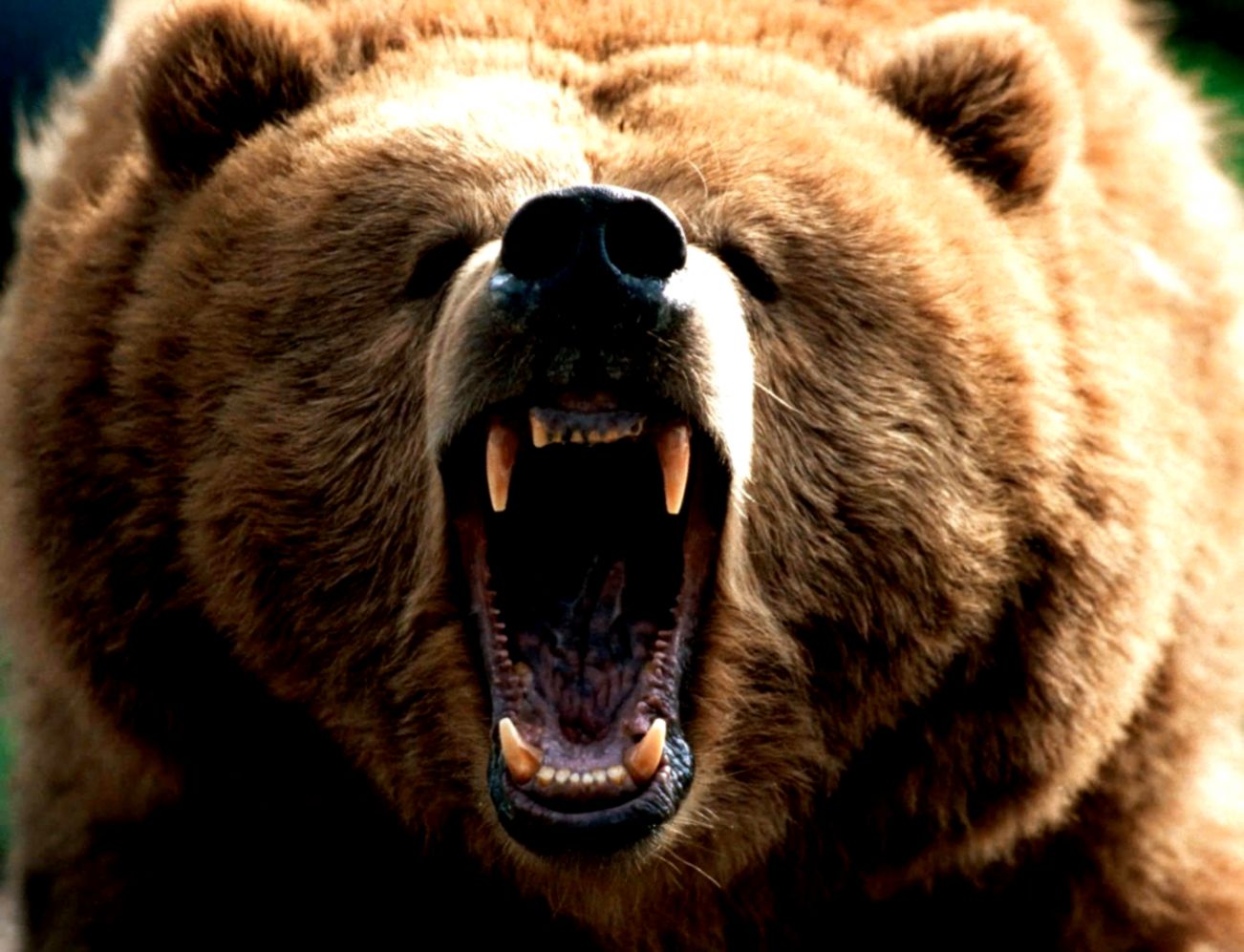Angry Brown Bear Wallpaper Gallery
