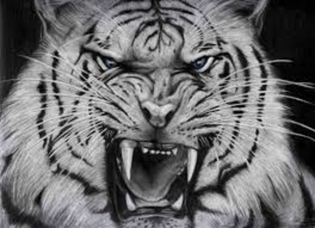 White Tiger Tattoo Designs White Tiger Tattoo Ideas White Tiger