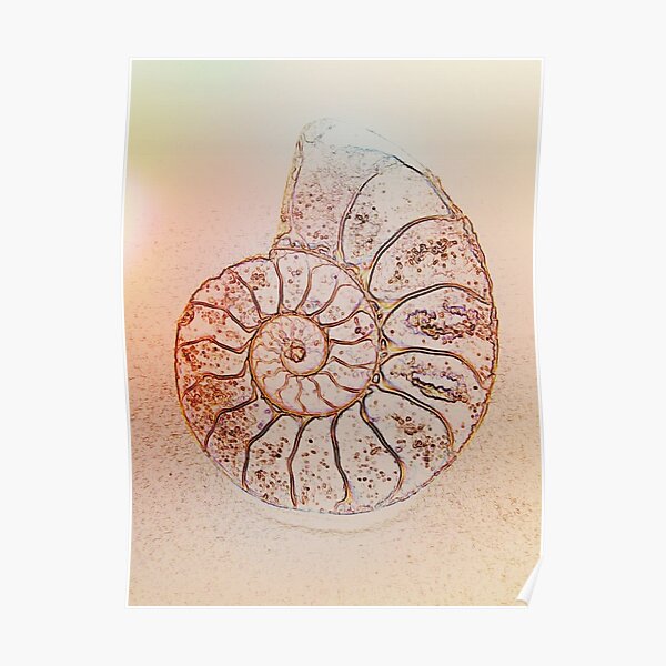 Ammonite Poster By Magswilliamson Wallpaper