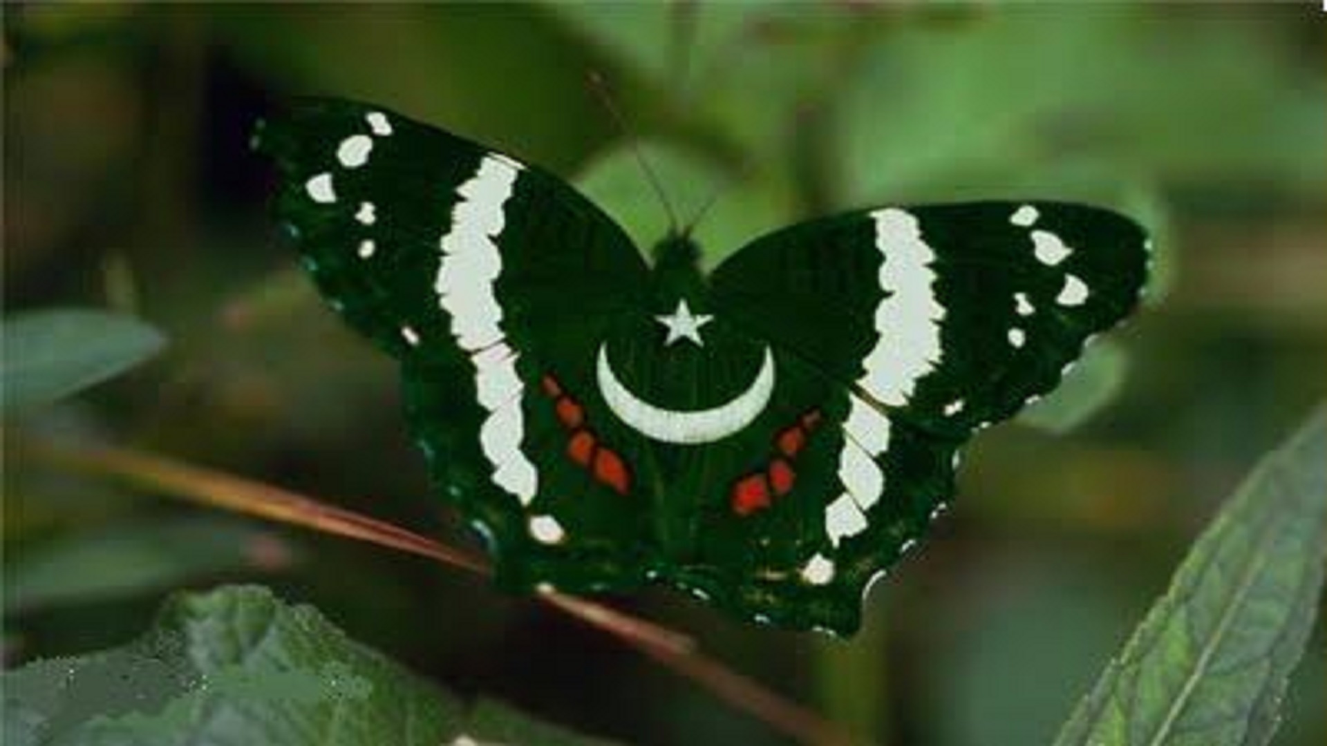 Butterfly Pakistani Flag Wallpaper HD