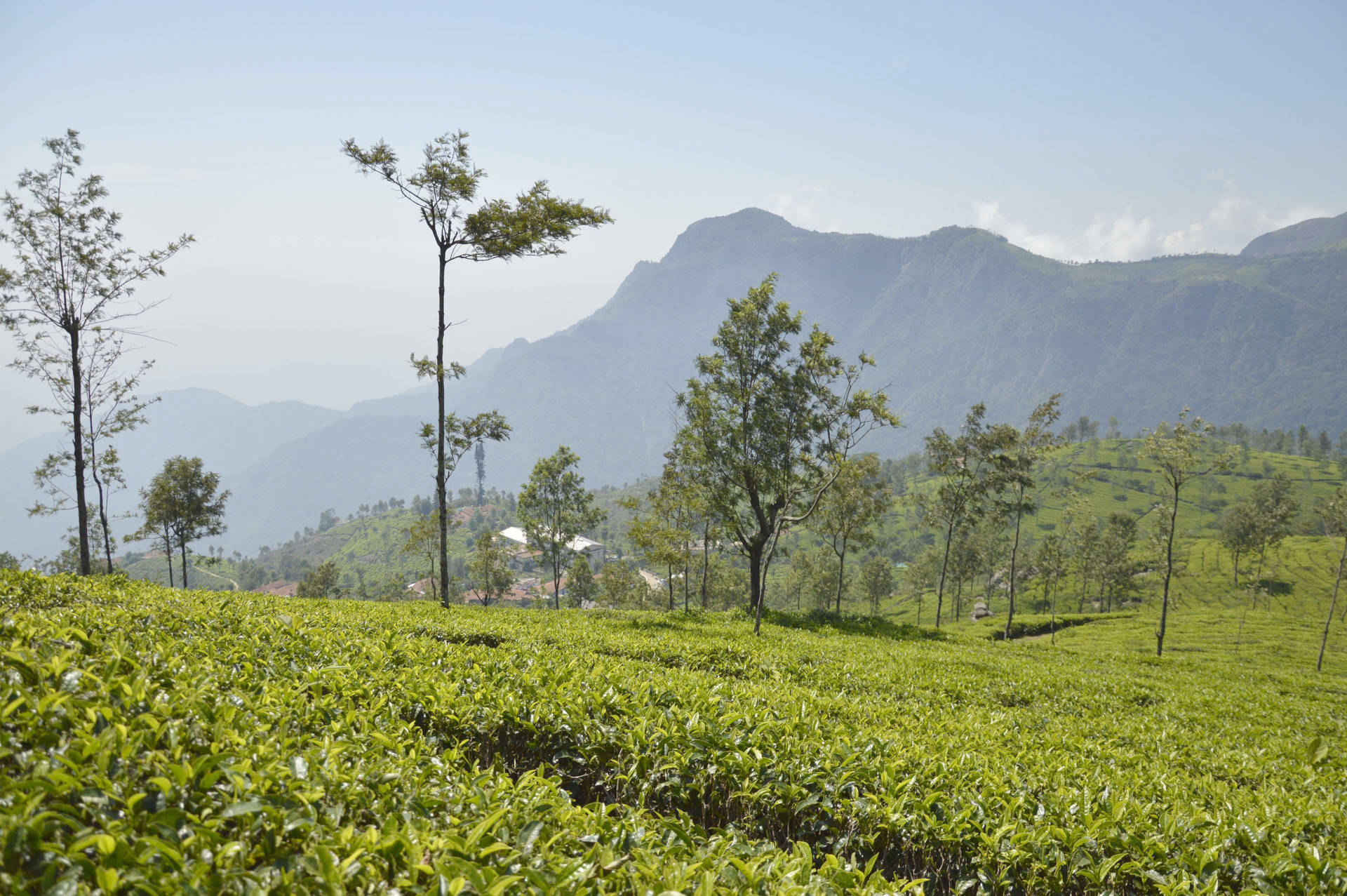 Tea Garden Wallpaper