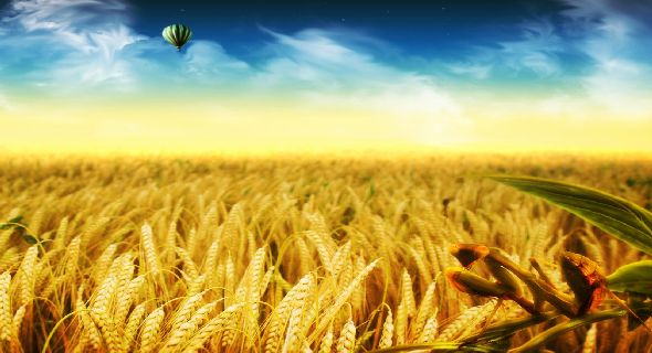 Balloon Over Golden Wheat Field Wallpaper