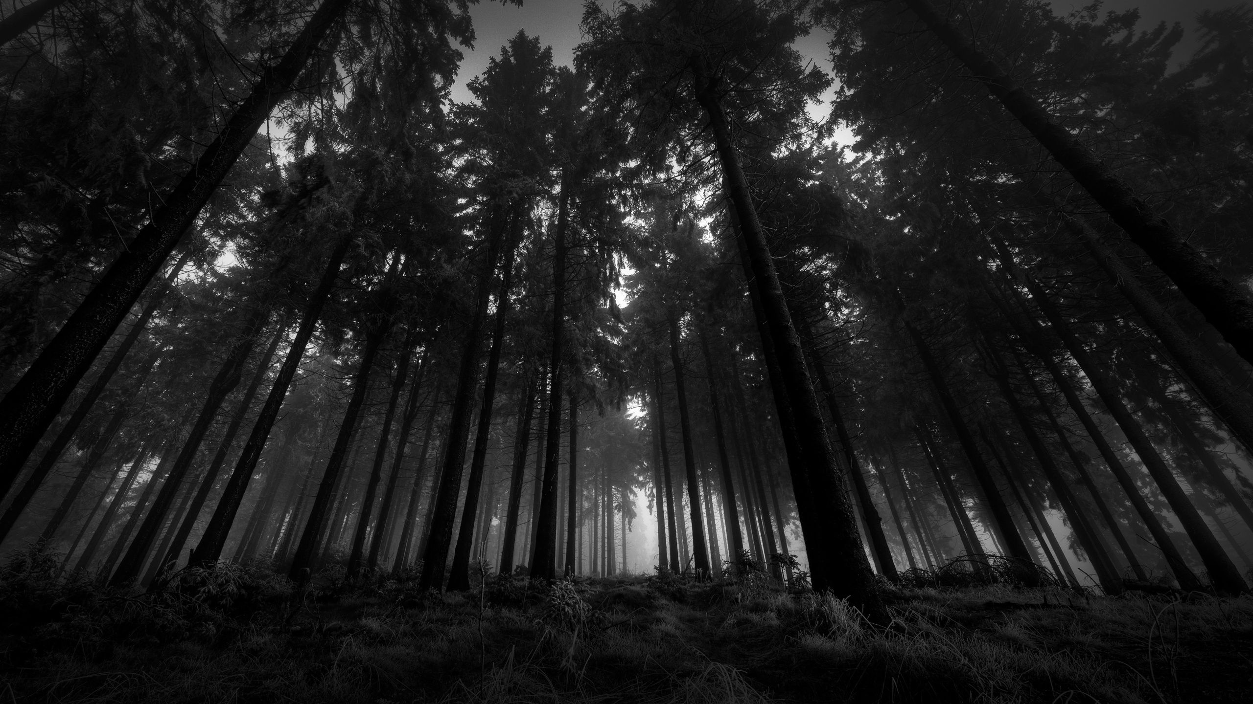 Download Dark Forest Wallpapers For Iphone for iphone pc desktop 2560x1440