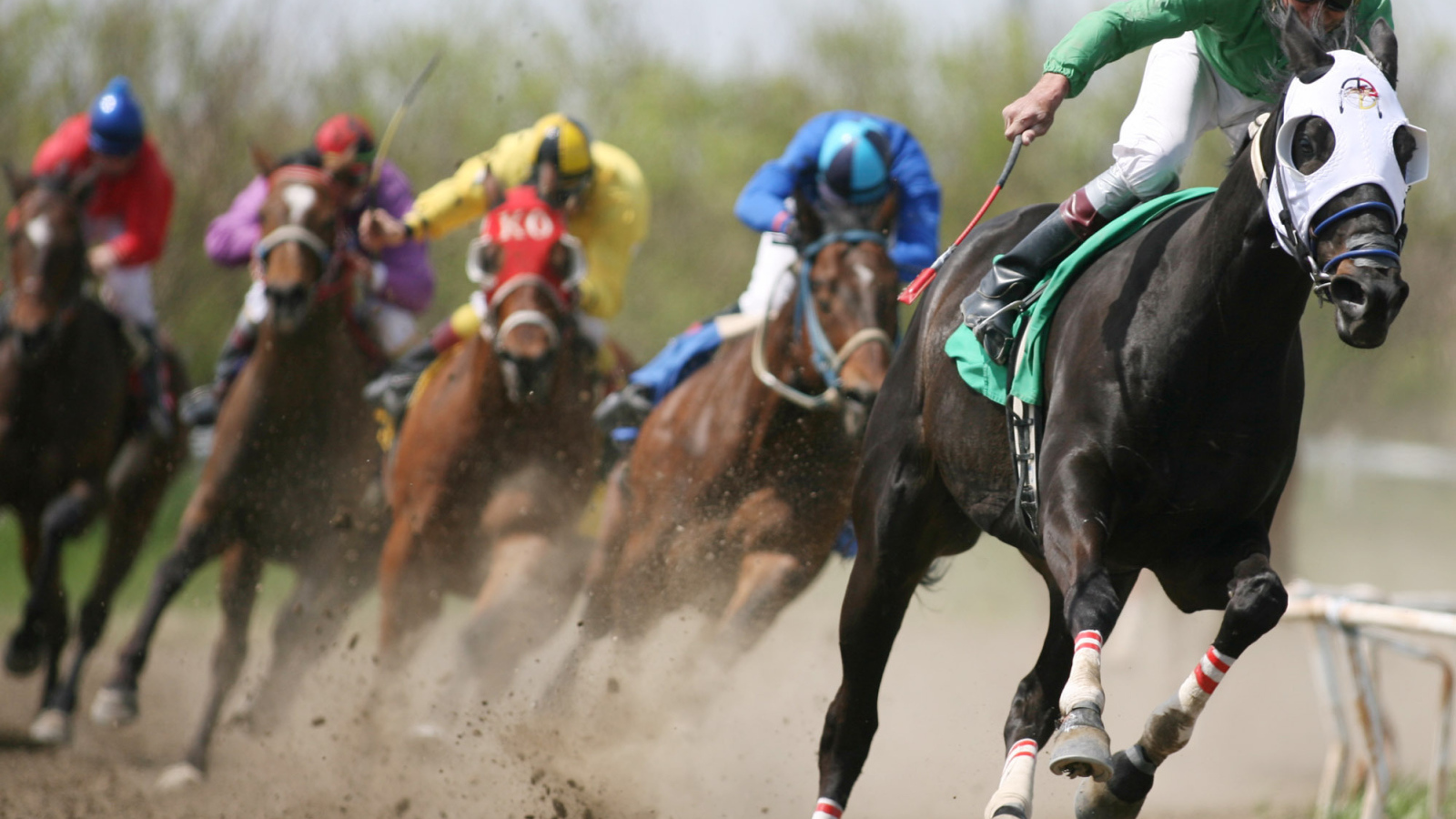 Desktop Wallpaper Animals Horses Horse Race