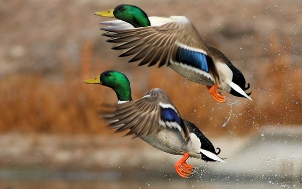 Birds Flying Ducks Mallard Wallpaper