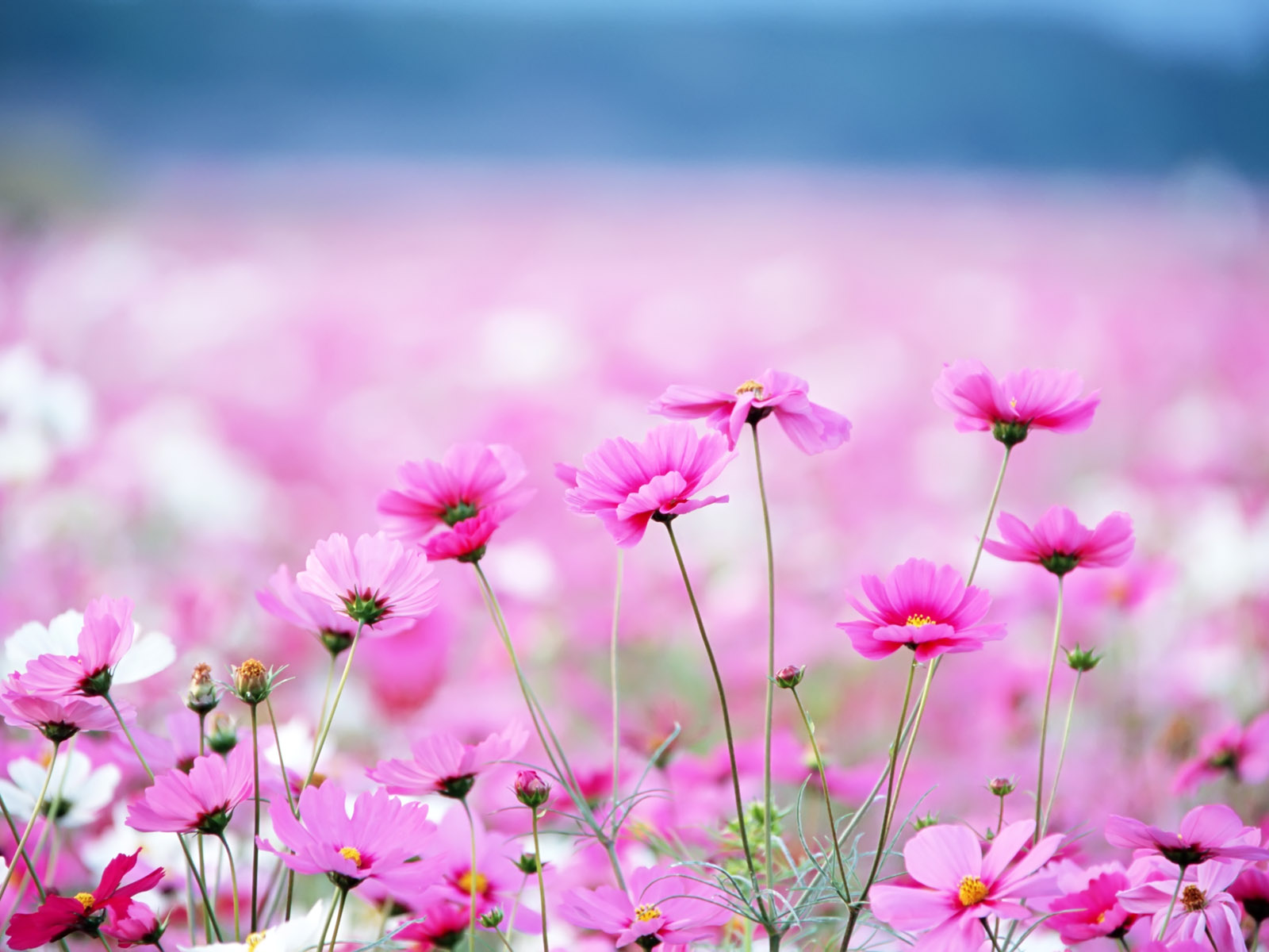 Spring Pink Flower Wallpaper High Definition Quality