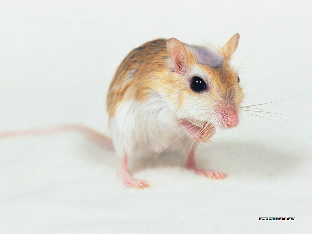Pet Wallpaper Index Cute Hamster Photos17