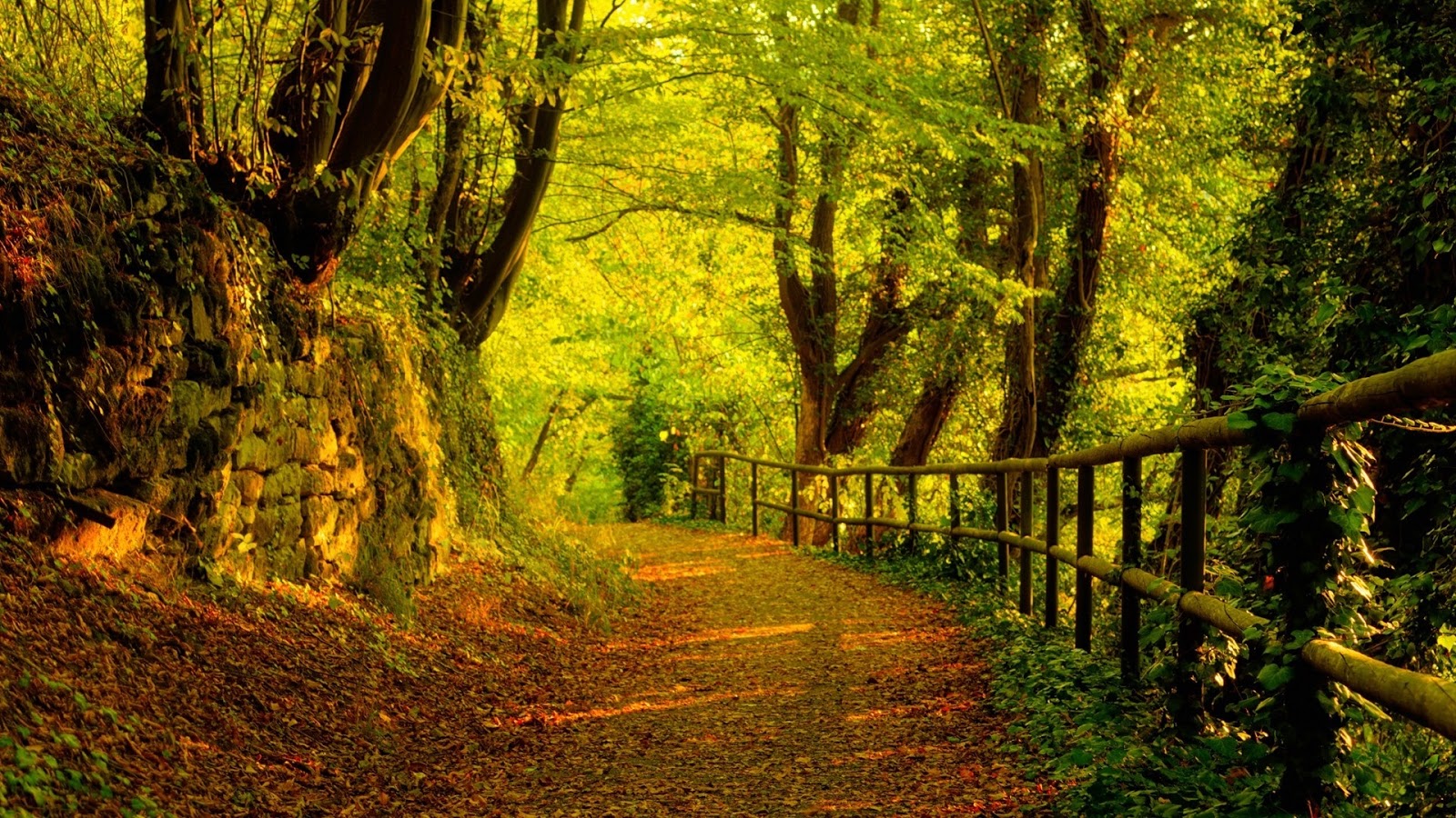  42 Forest  Path Wallpaper  on WallpaperSafari