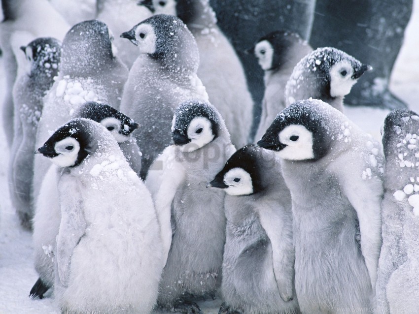 Arctic Cute Penguins Wallpaper Background Best Stock Photos Toppng