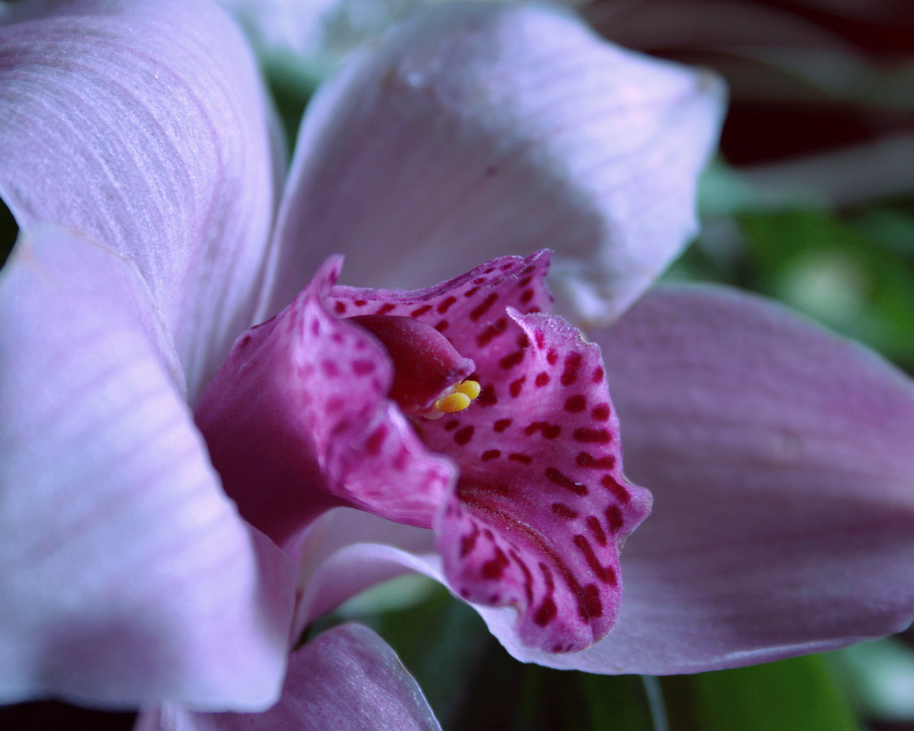 Source Url Wallfon Flowers Orchid For Nuts Html