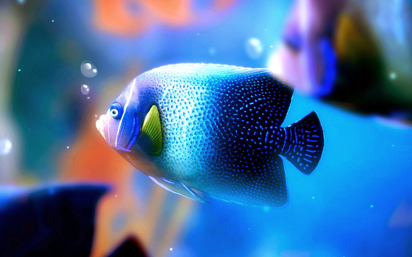 Most Beautiful Colorful Fish HD Pictures Exotic Collection Pixhome