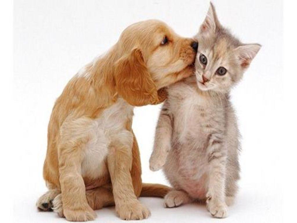 Free Download Cat And Dog Wallpapers 1024x768 For Your Desktop 