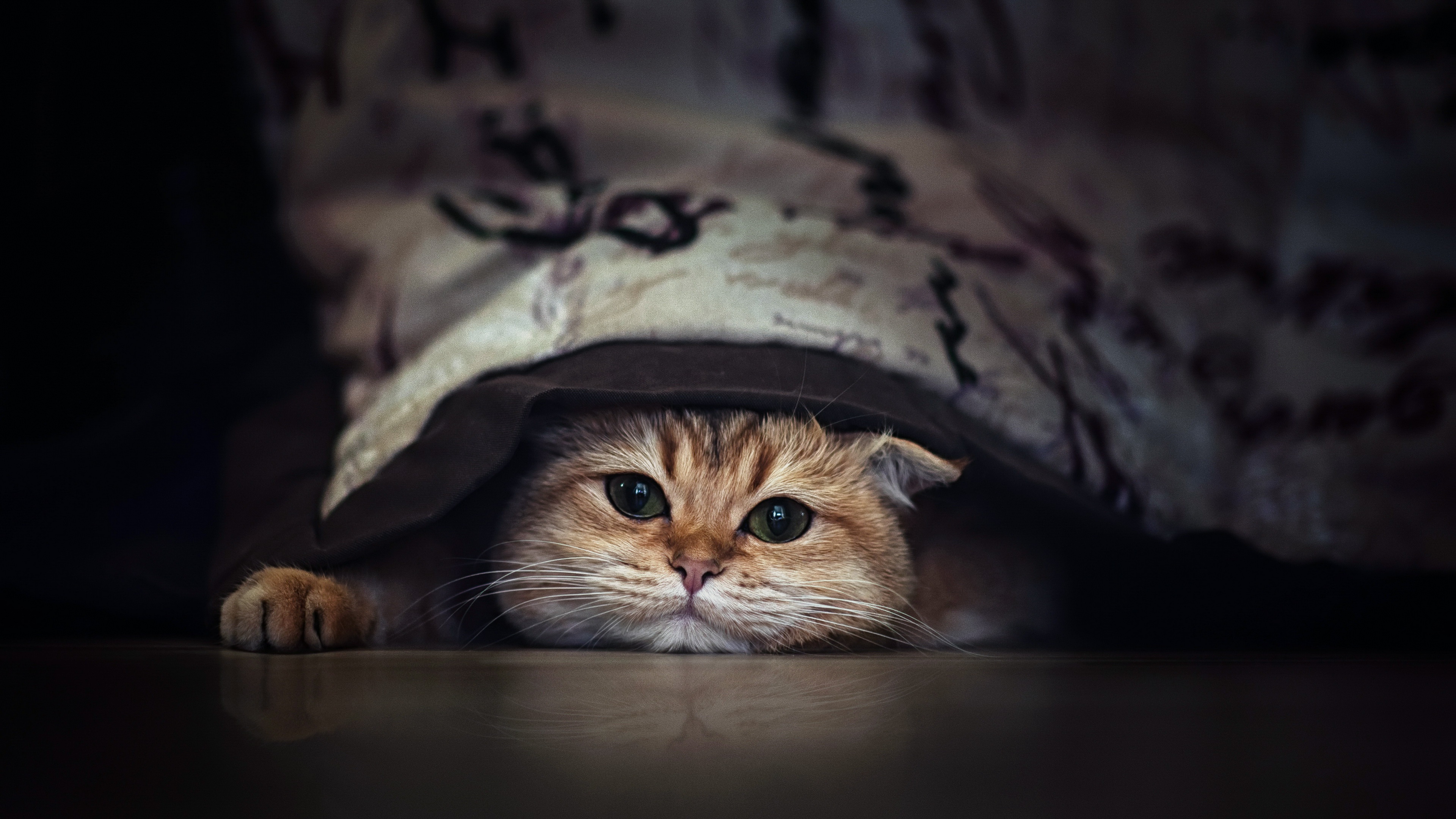 A cute cat hiding under a blanket, peeking out with wide eyes