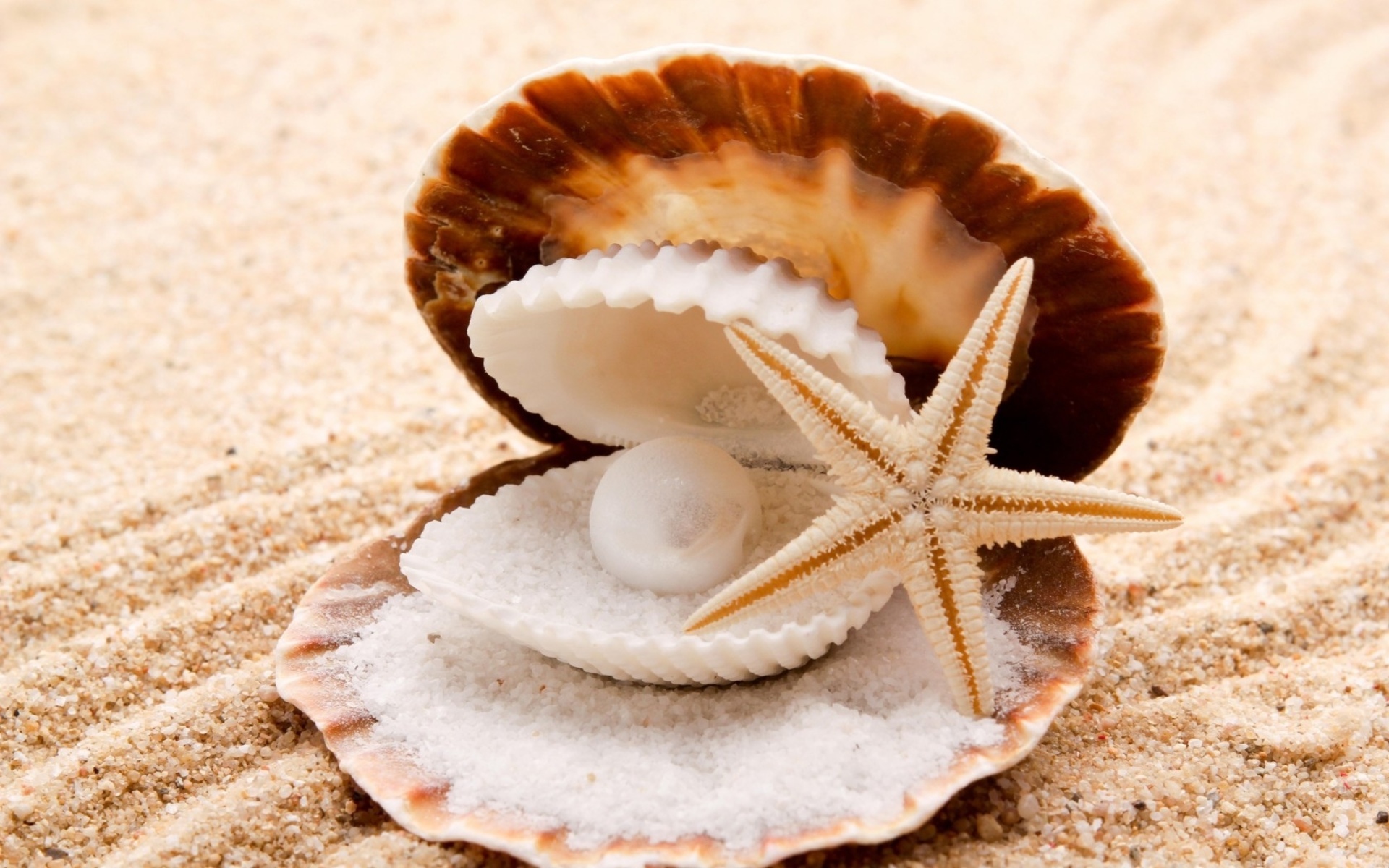Seashells Starfish Pearl Sand Beaches Shell Clam Wallpaper