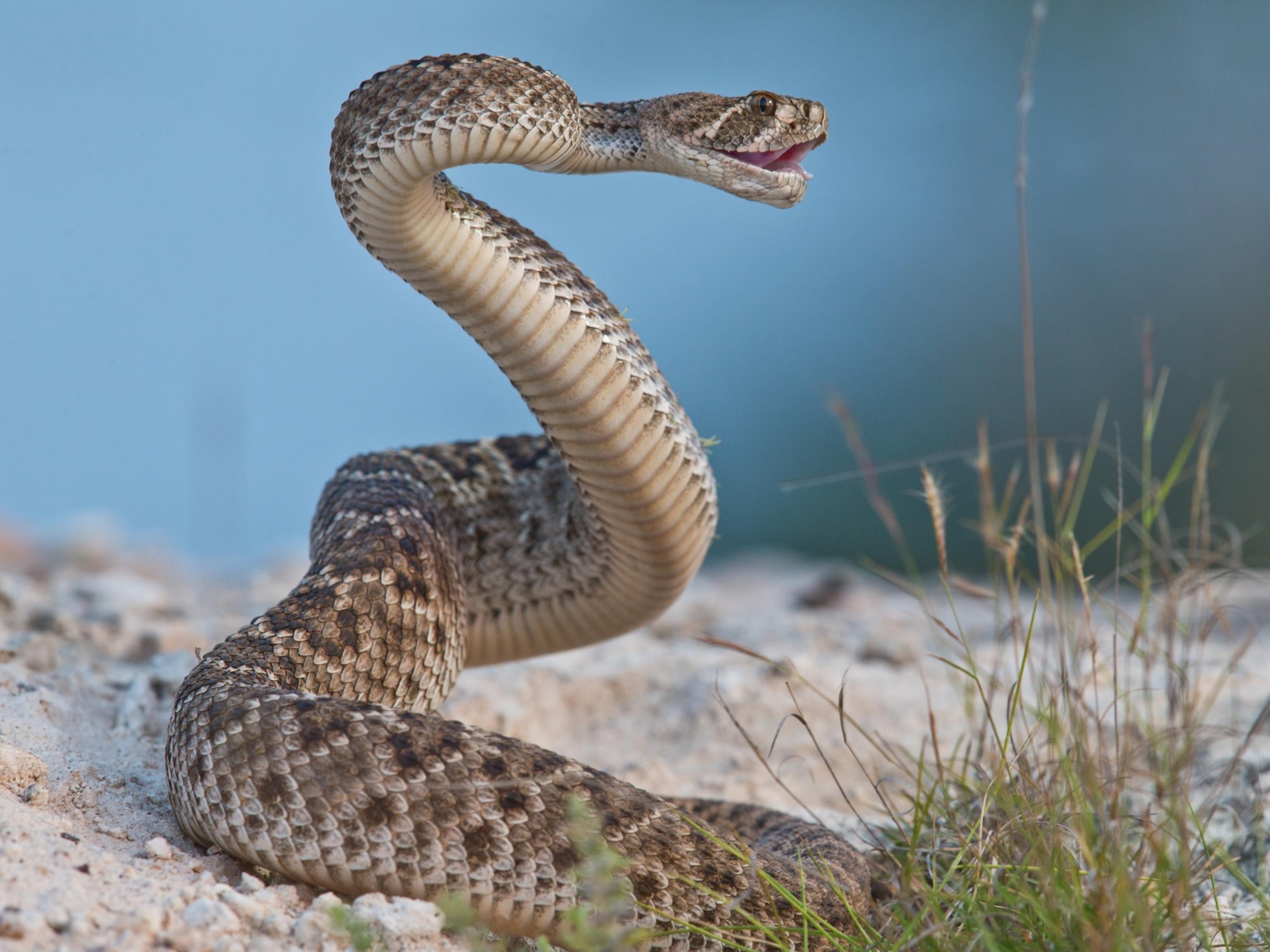 Rattlesnakes trick humans into thinking theyre closer than they are