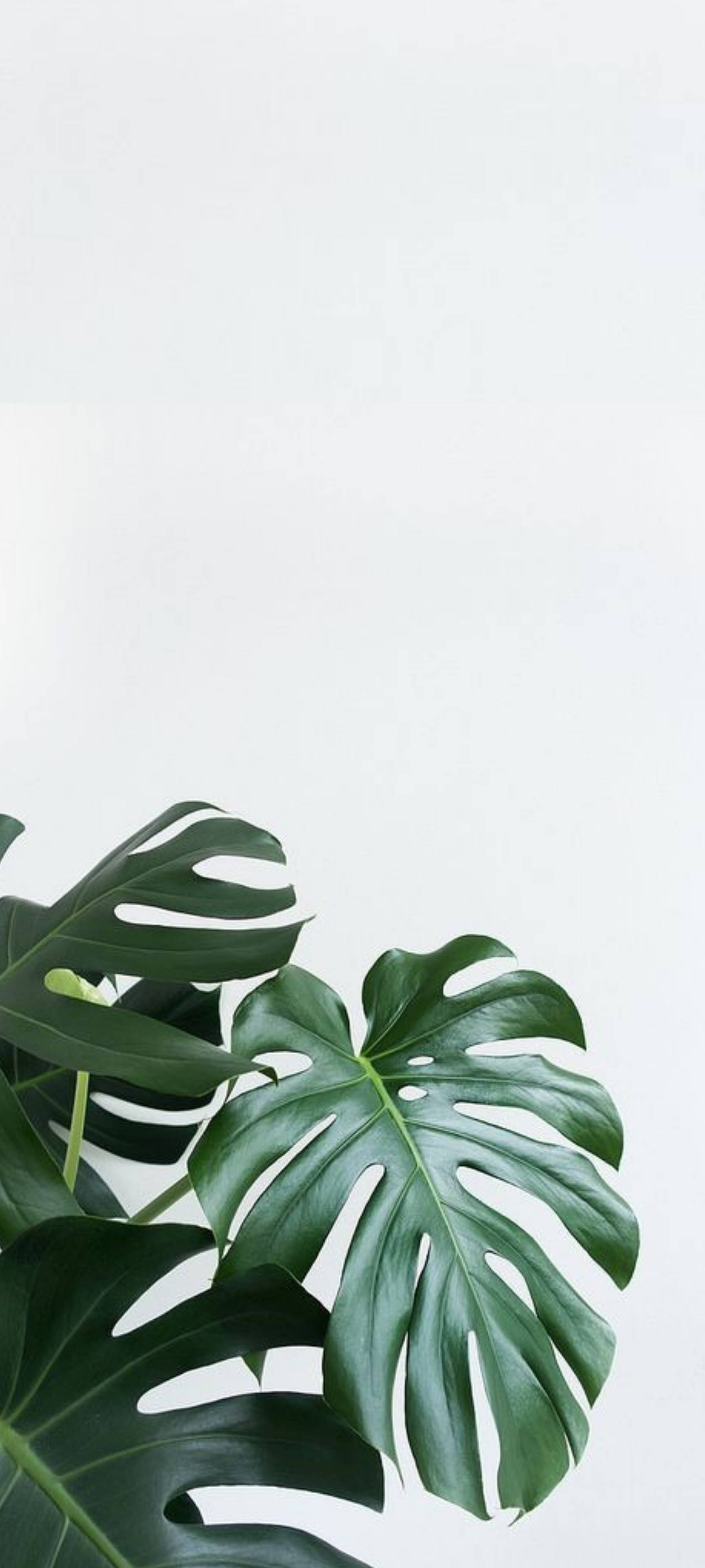 Swiss Cheese Plants White Wall Wallpaper