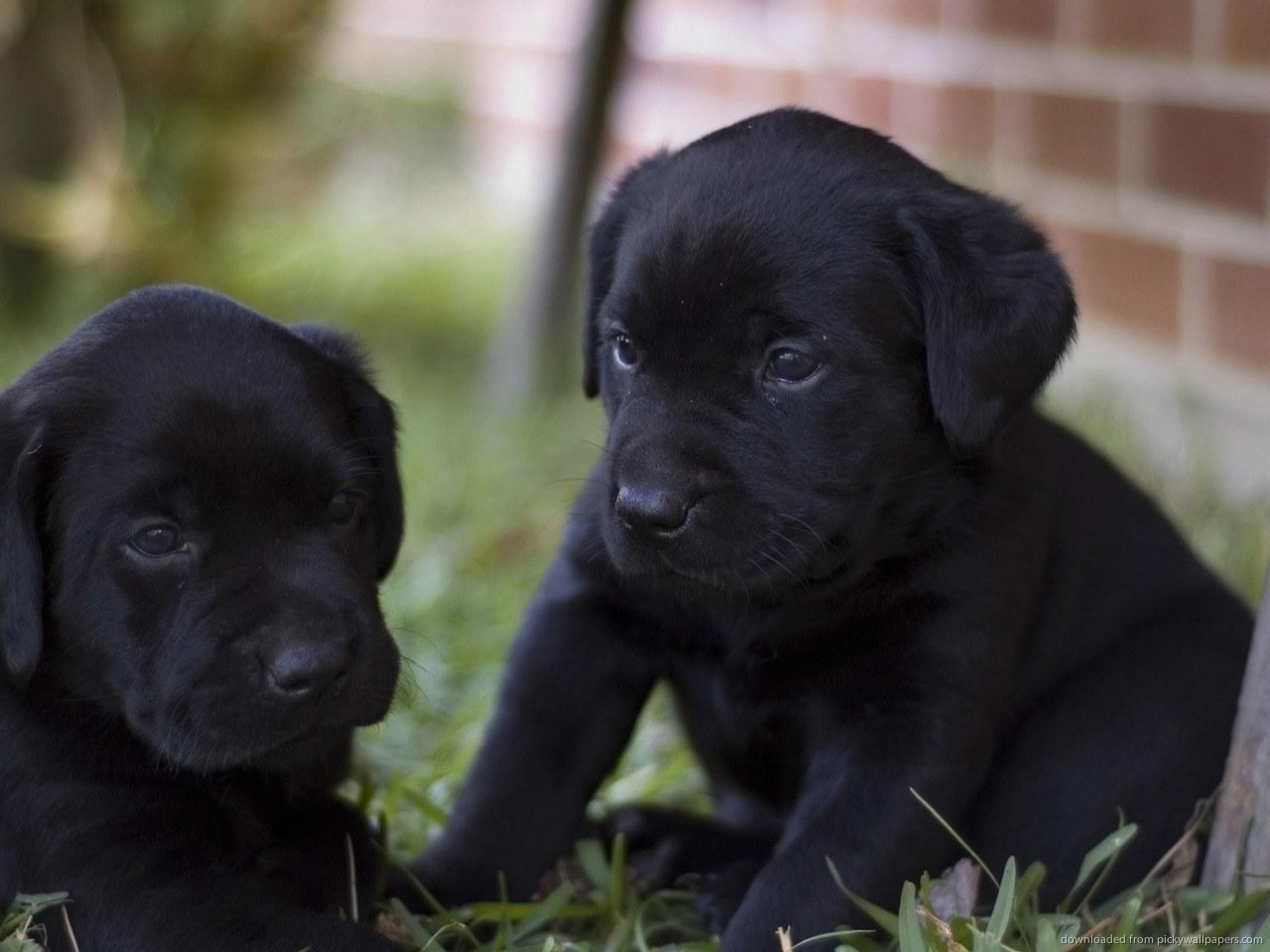 Two Black Lab Puppies Jpg