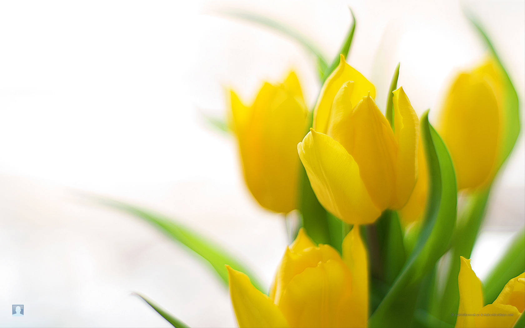 Awesome Archive Spring Flowers Background