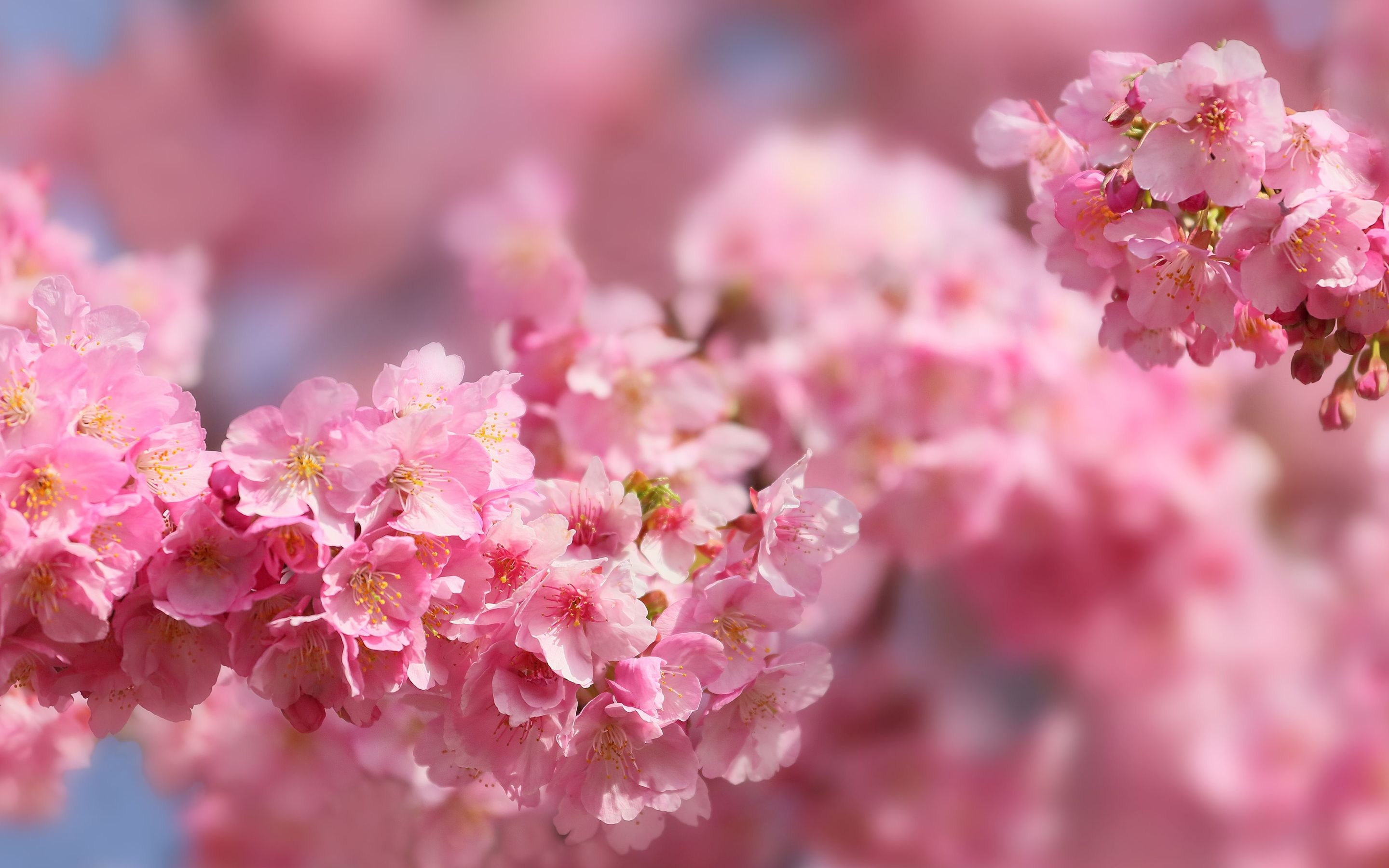 Pink Cherry Blossom Wallpaper WallpaperSafari