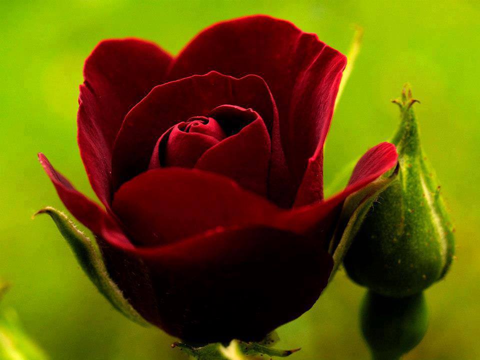 Beautiful Red Rose Flowers Photo