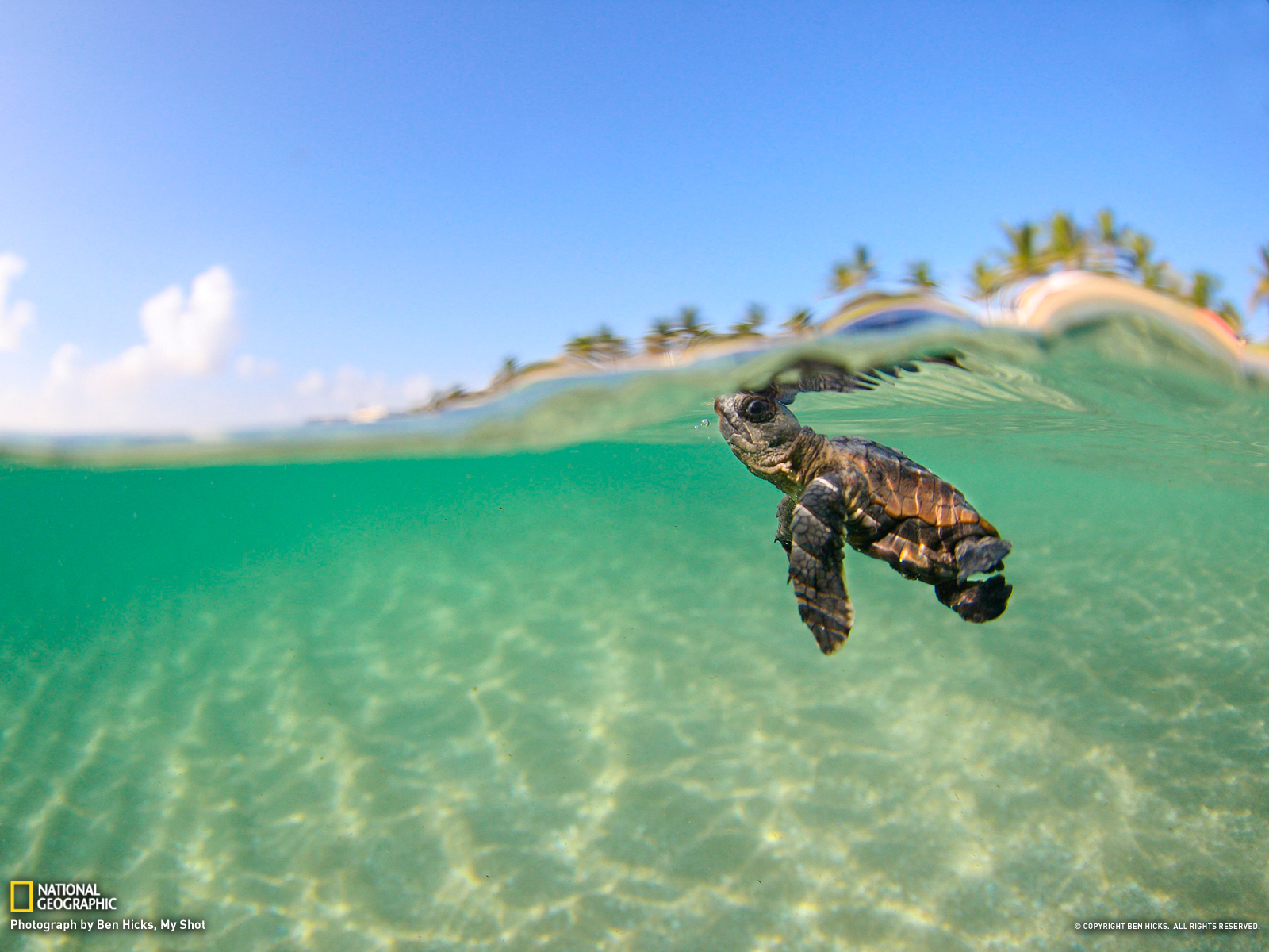 Baby Sea Turtles Pictures