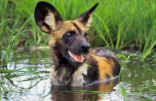 African Wild Dog Wallpaper Android