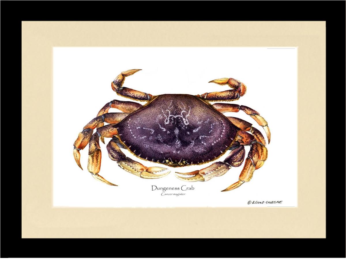Dungeness Crab Wallpaper