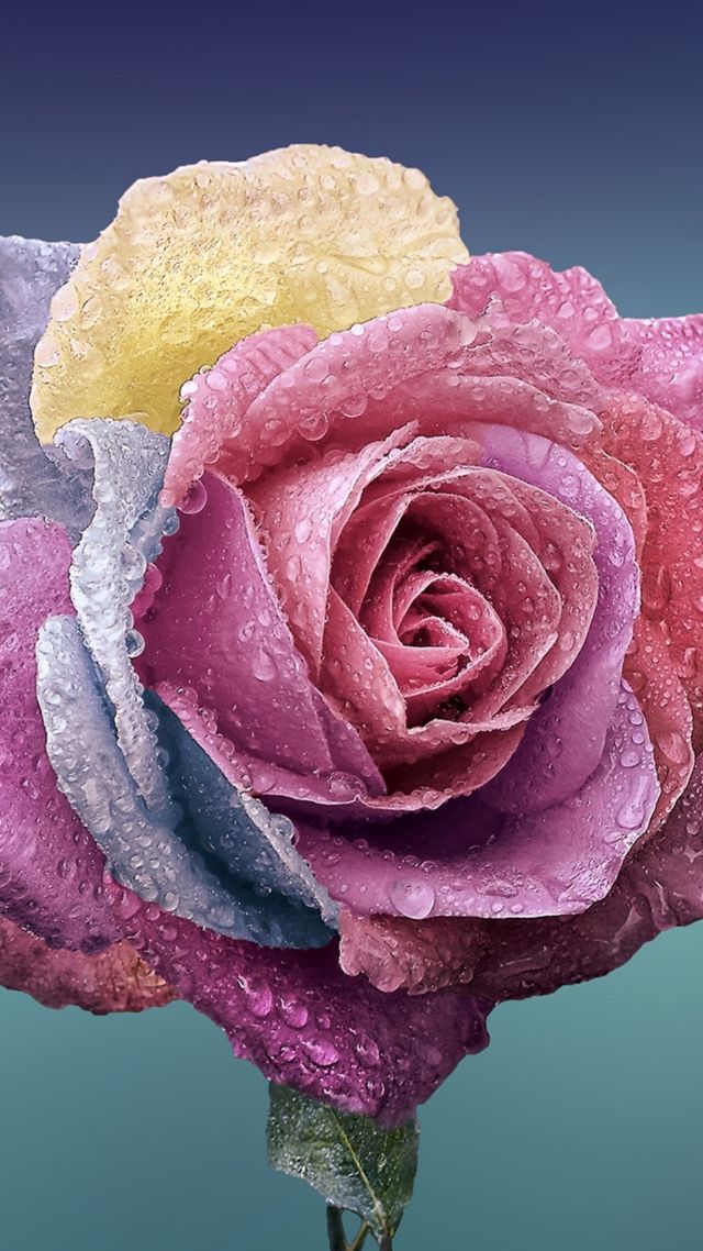 Wallpaper Rose Flower 4k Nature