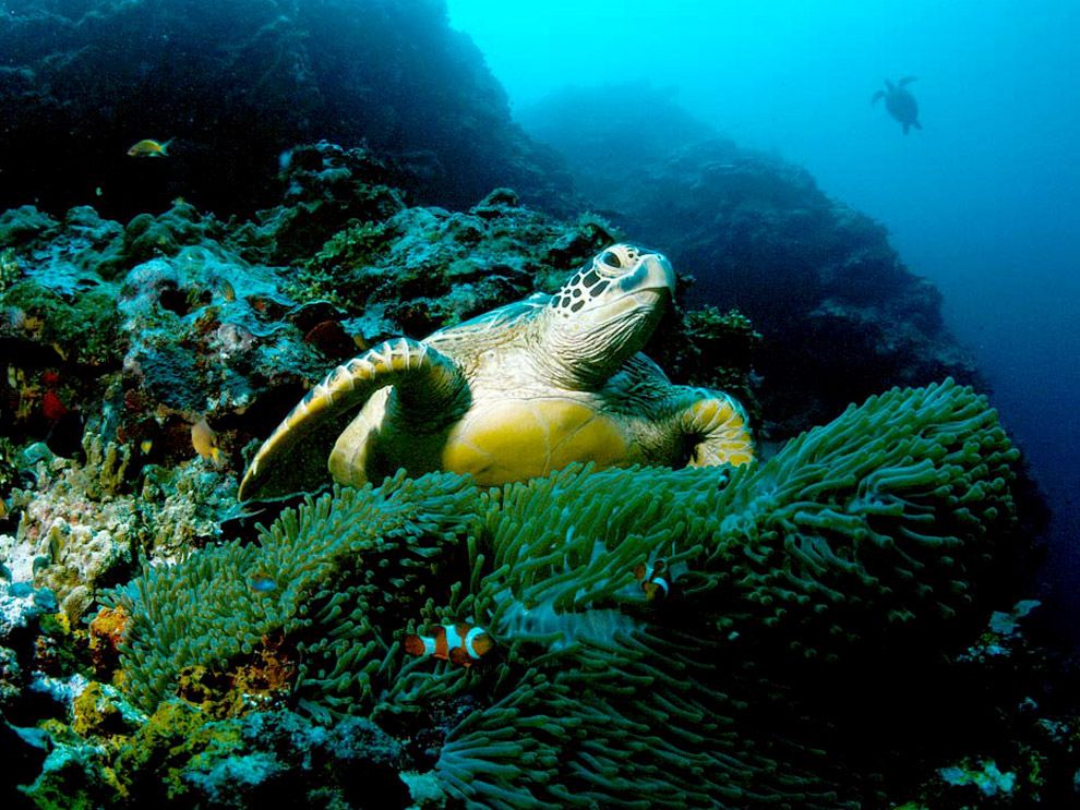Photo Green Sea Turtle