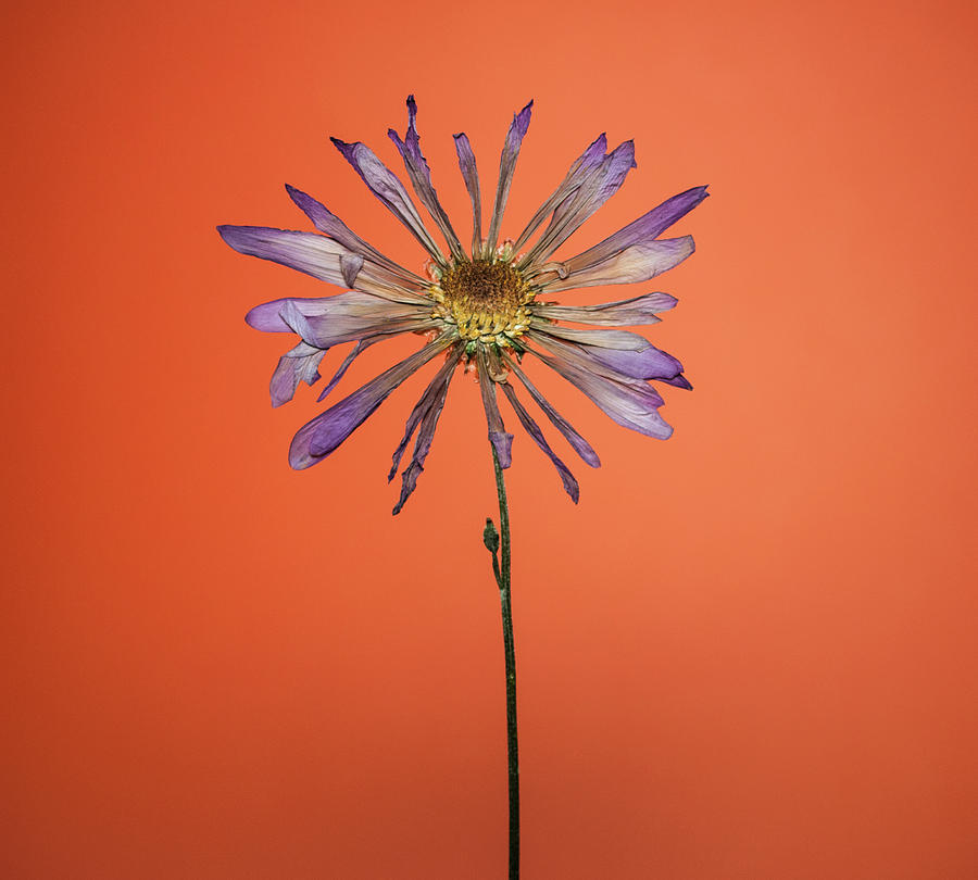 Purple Flower Orange Background Photograph By Daniel Hernandez