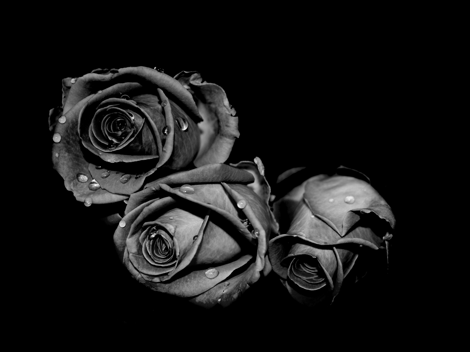 Three Black Rose Flowers Wallpaper Desktop