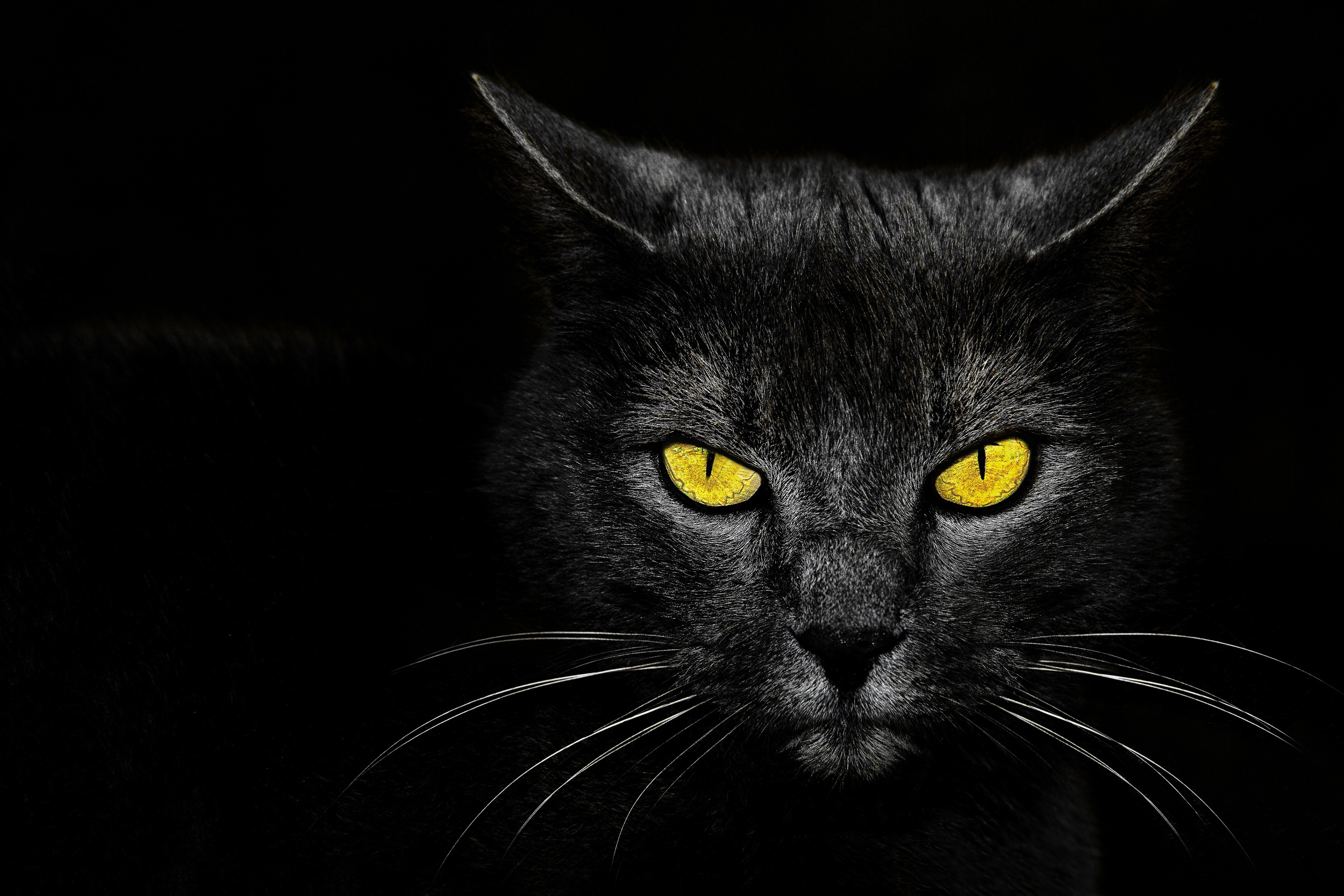  Kill Wallpaper black cat eyes background HD Wallpapers Photo 2500x1667