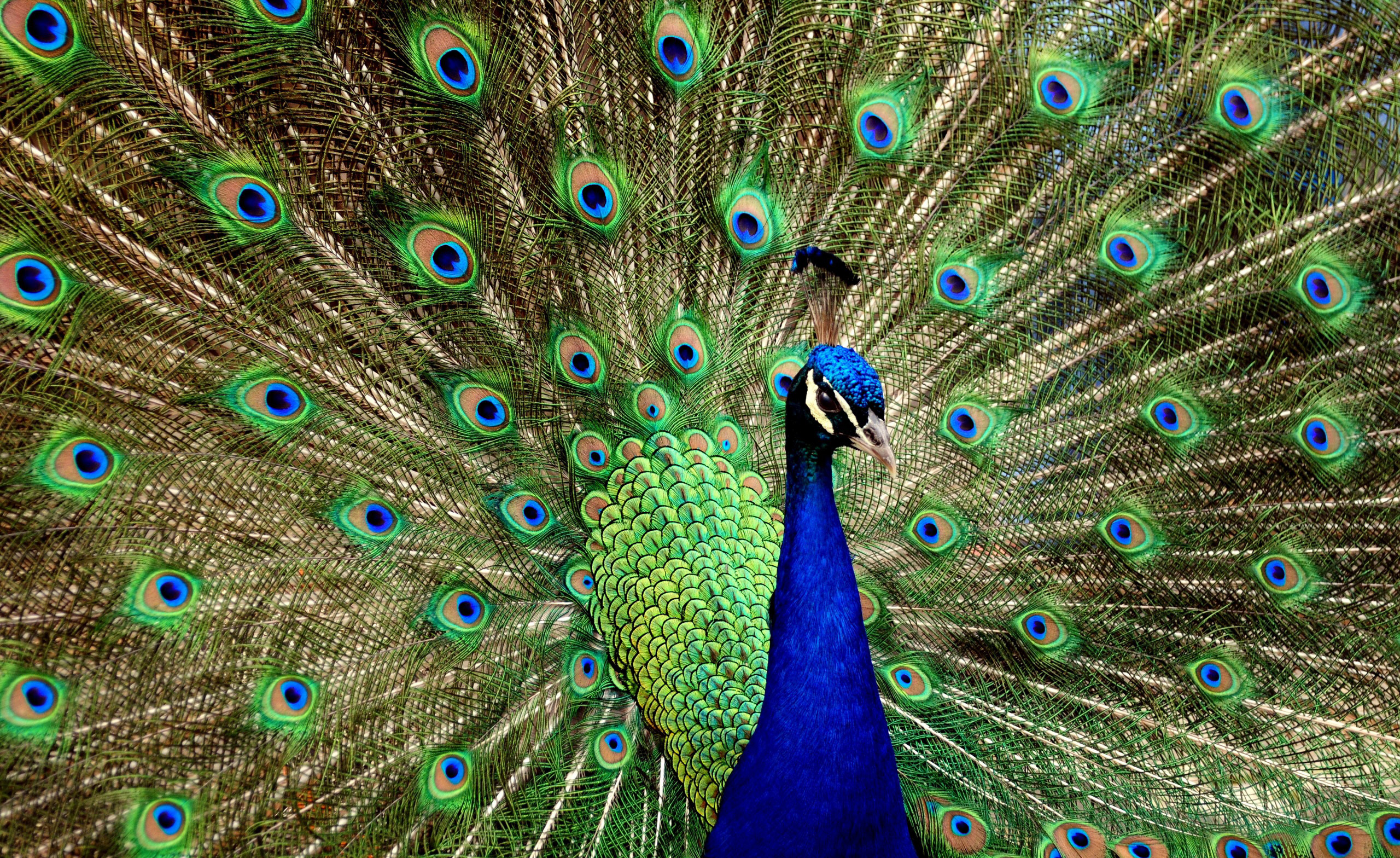 Peacock Wallpapers HD