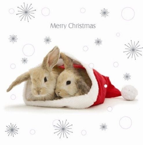Cute Lop Bunny Rabbit in Santa Hat Snuggle Bunnies Merry Christmas