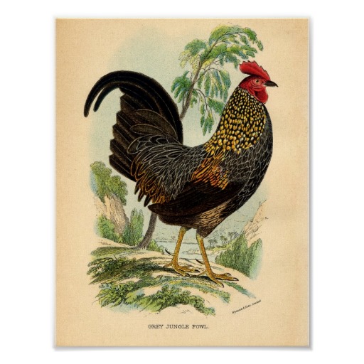 Antique Print Vintage Rooster Cockerel Coffee Mug