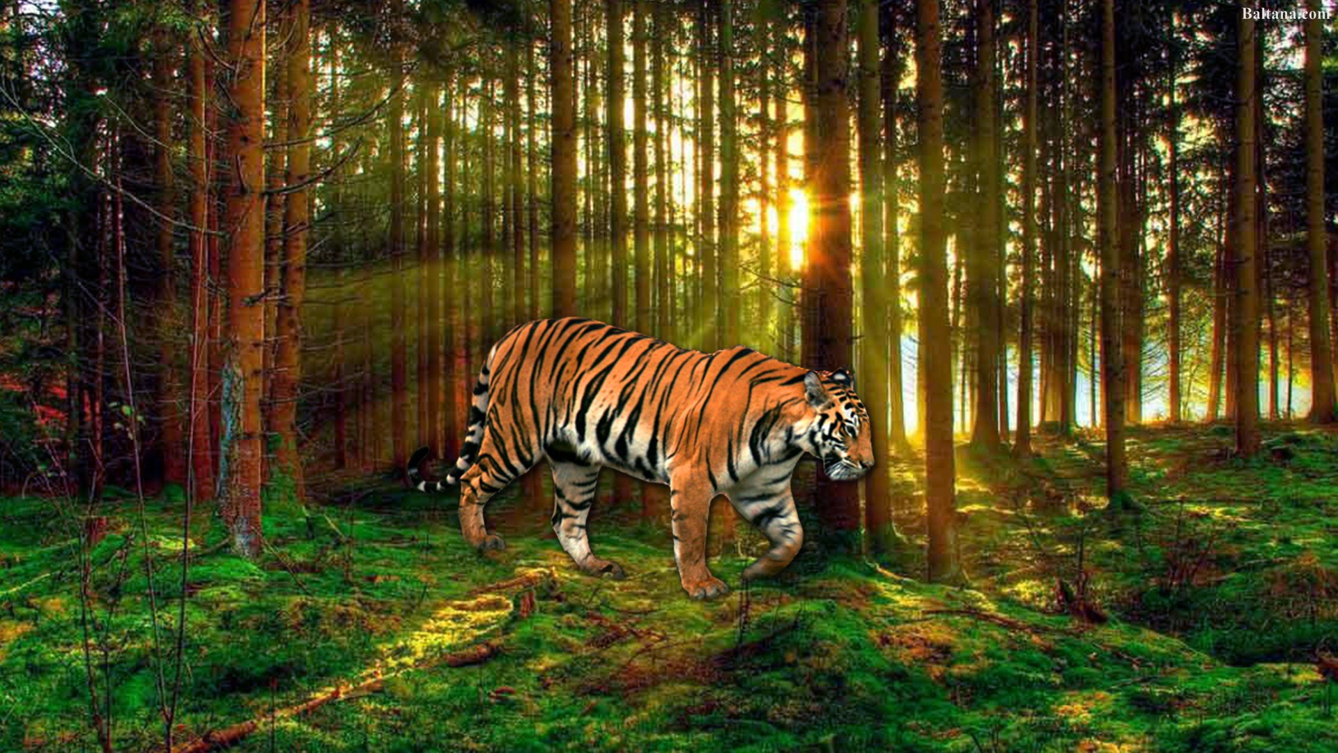 Tiger Wallpaper HD Baltana
