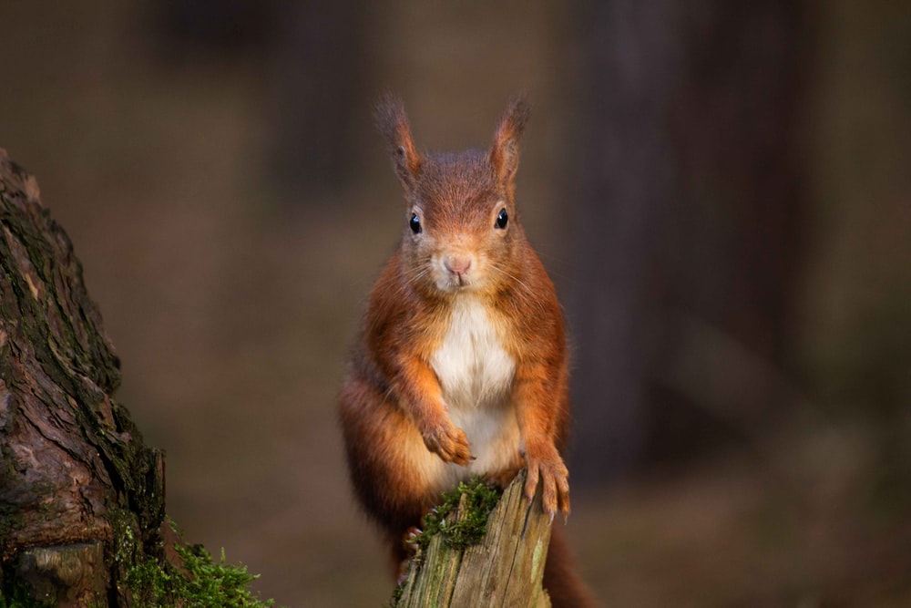 Red Squirrel Pictures Image