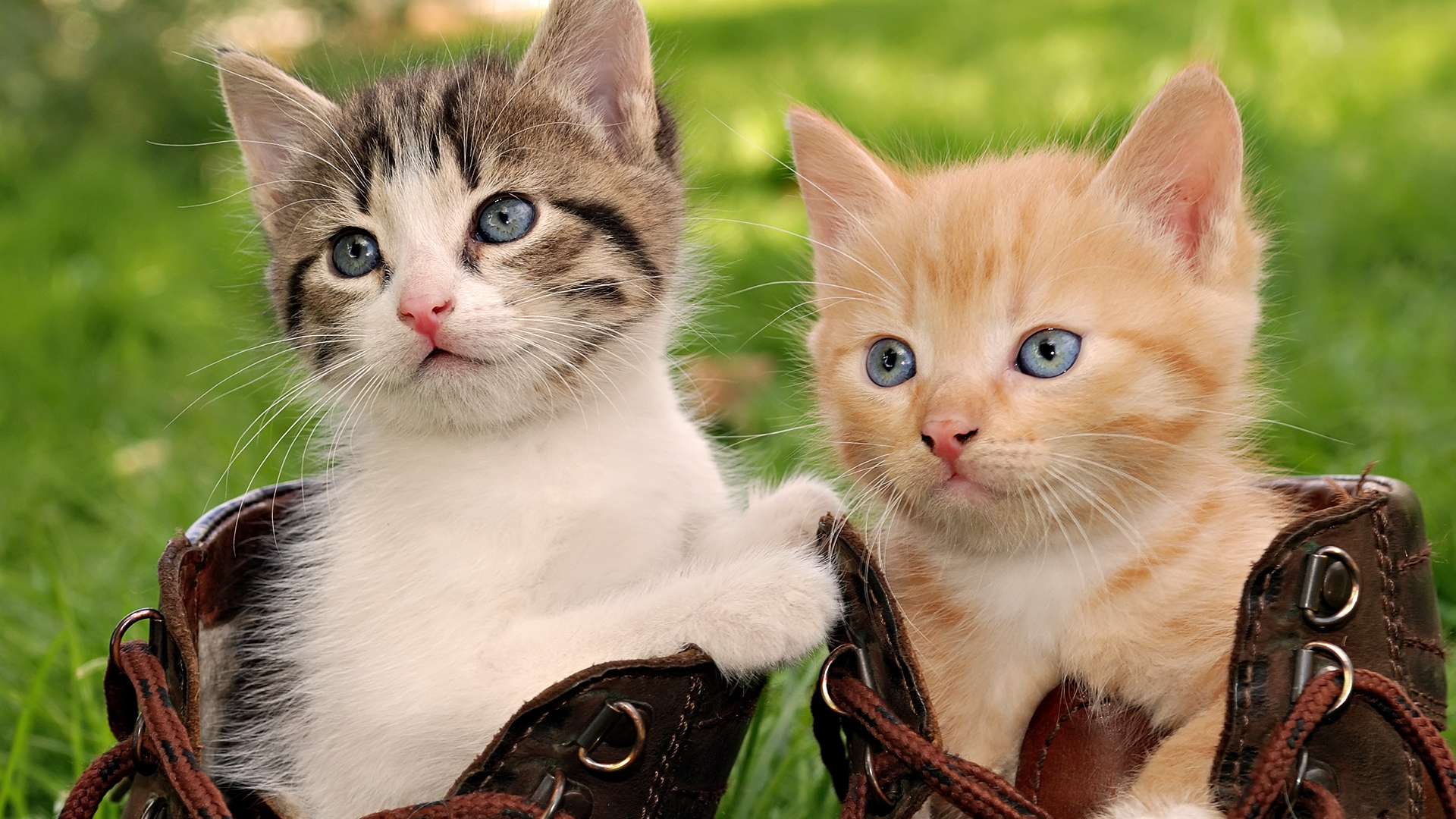 Two adorable kittens nestled in a pair of brown boots, set against a backdrop of lush green grass