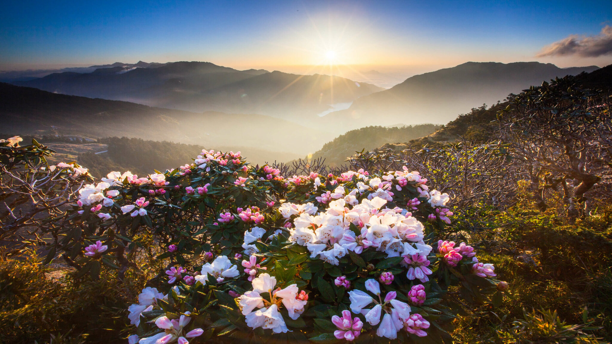 Sunrise over a mountain range with blooming rhododendrons in the foreground, a stunning nature landscape perfect for a Windows wallpaper