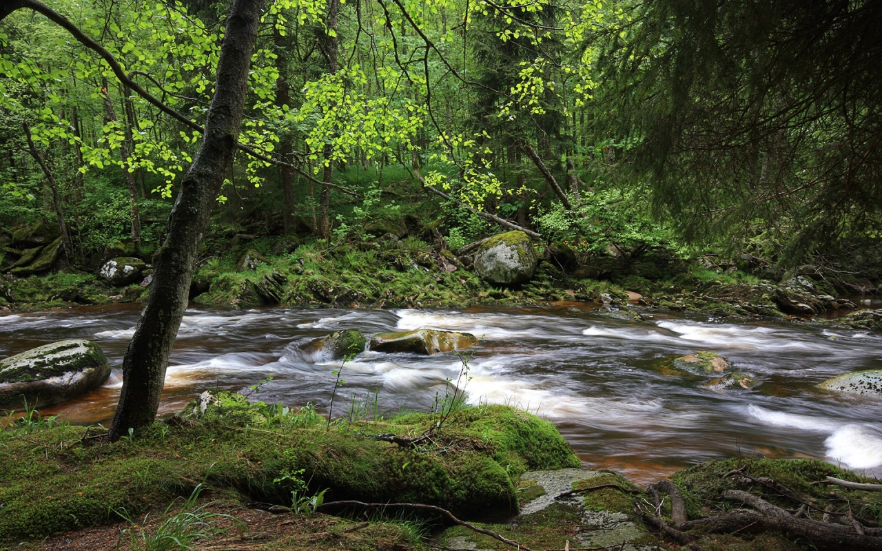 picture of forest river