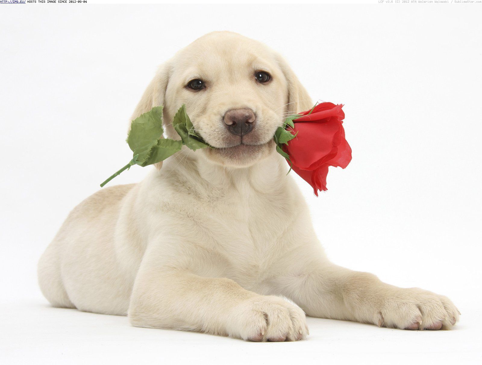 Valentines Day Dog Wallpaper Background Pictures