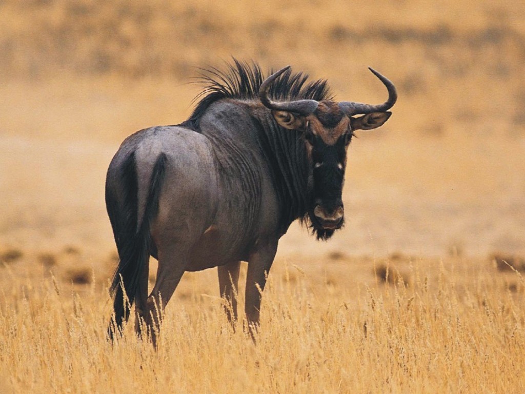 A majestic wildebeest stands in a golden savanna, its dark coat contrasting with the dry grass. The wildebeest's powerful horns and shaggy mane are prominent