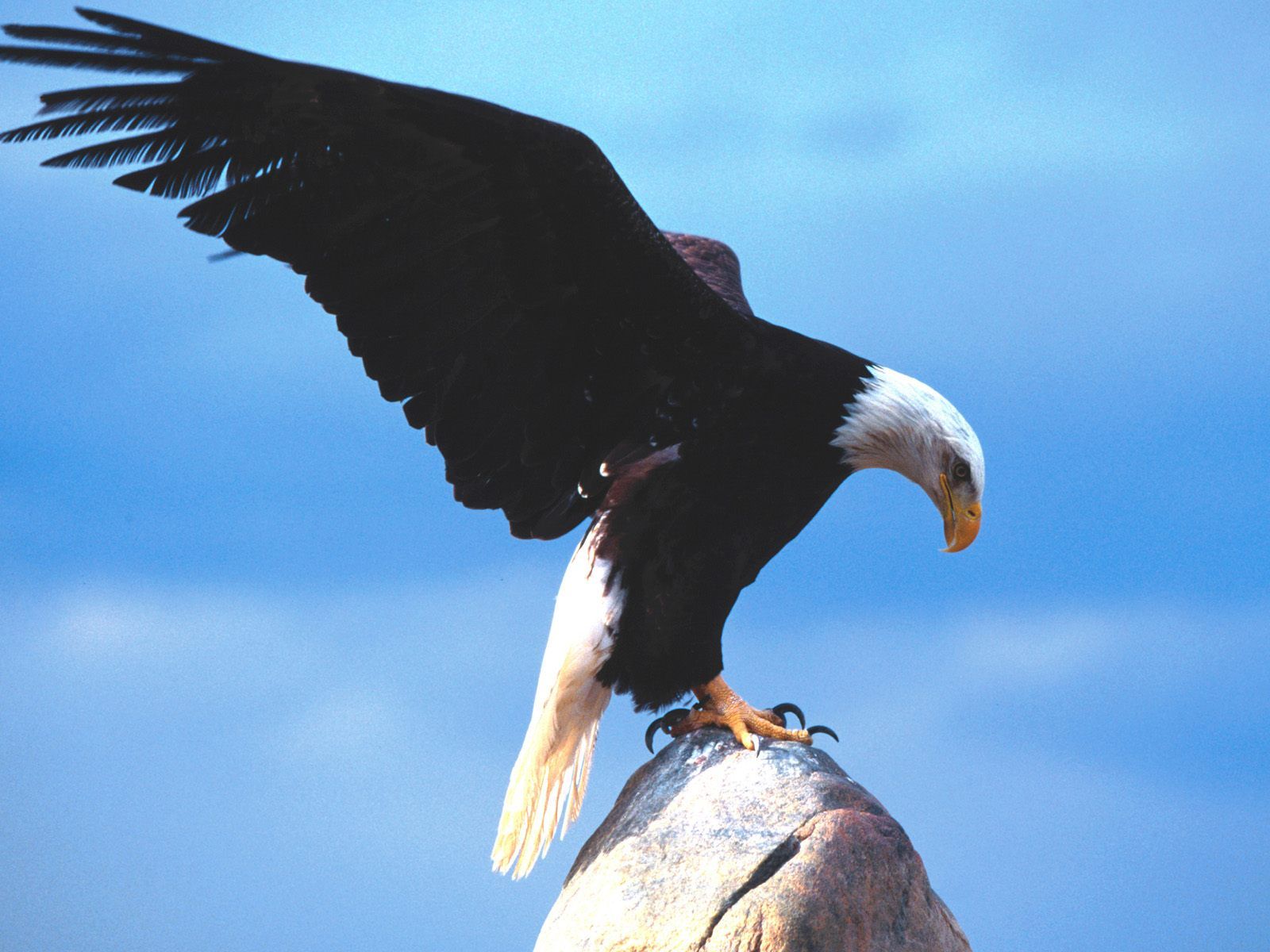Eagle HD Wallpaper In Animals Imageci